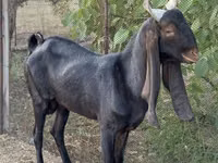 Koza, Kamori goats — foto 3