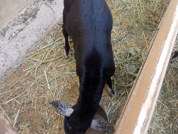 Billy Goat, Alpine goat