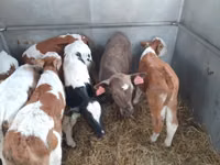 Rundvee (partij, geslacht niet gespecificeerd), Simmental cattle — foto 4