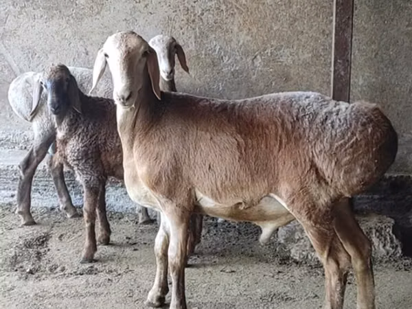 قوچ, Arashan sheep — قرقیزستان