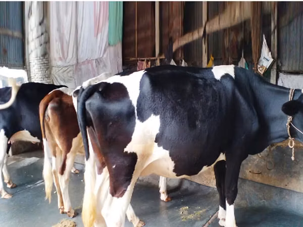 Cow, Holstein breed — Bangladesh