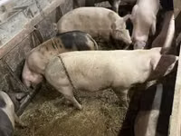 Pigs (batch, sex not specified), Pigs — photo 1