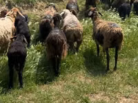 Schapen (partij, geslacht niet gespecificeerd), Schapen — foto 4