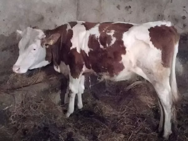 Гов, Simmental cattle — Маҷористон