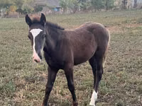 Horse (M), Horses — photo 2