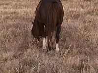 Horse (M), Kazakh horse — photo 3
