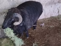 Ram, Sheep — photo 1