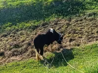 公牛, Simmental cattle — 照片 3