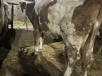 Koe, Holsteinras — foto 5