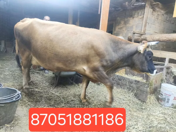 Lembu betina, Cattle