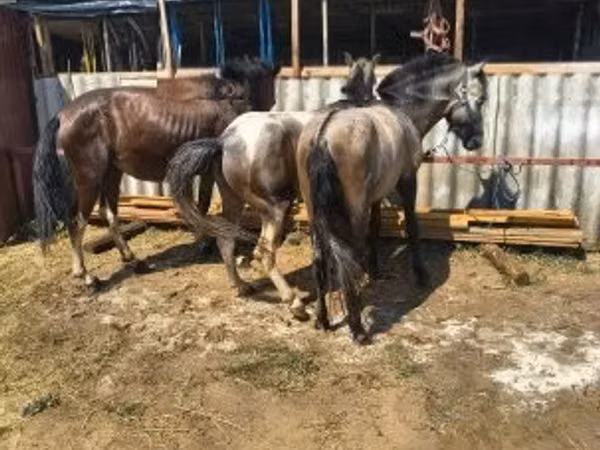 Kuda betina, Horses