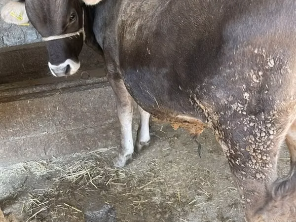 Bull, Brown Latvian — Kyrgyzstan