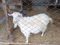Goat, Saanen goat — photo 3