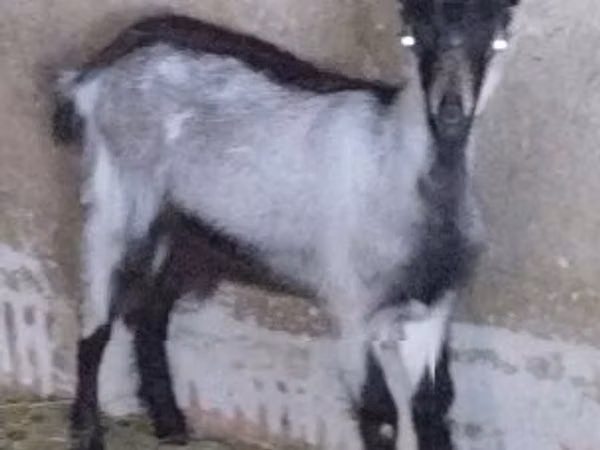 Goat, Goats — Hungary