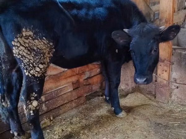 Tehén, Aberdeen-Angus