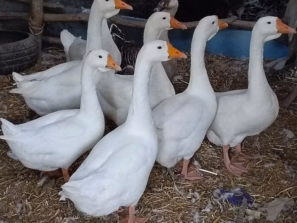 Geese — Azerbejdżan
