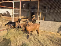 Kambing betina, Nubian Goat — foto 5