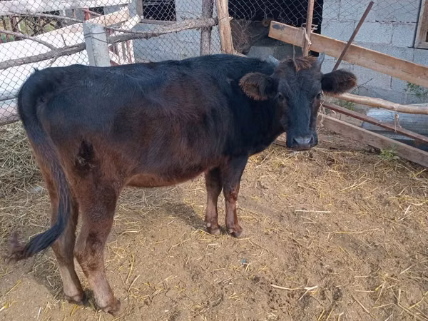 Cow, Cattle — Kyrgyzstan