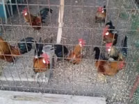 Holandský bantam — foto 4