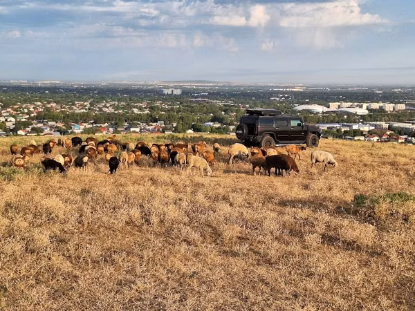Kambing jantan, Sheep — Kazakhstan