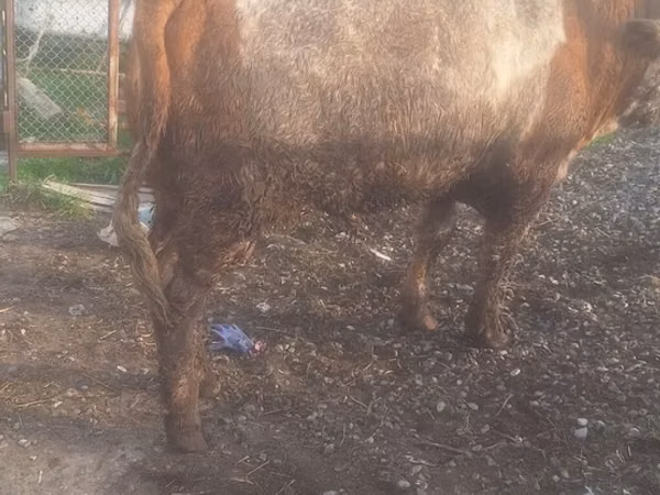 Cattle (batch, sex not specified), Cattle