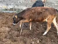 Vache, Bovins — photo 4