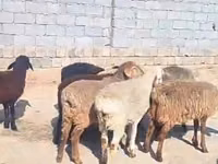양(암수 미지정, 묶음), 양 — 사진 1