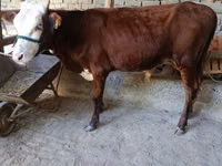 सांड, हेरफोर्ड — फ़ोटो 4