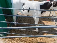 Banteng, Aberdeen-Angus — foto 4