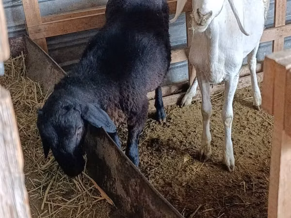Ram, Sheep — Kyrgyzstan