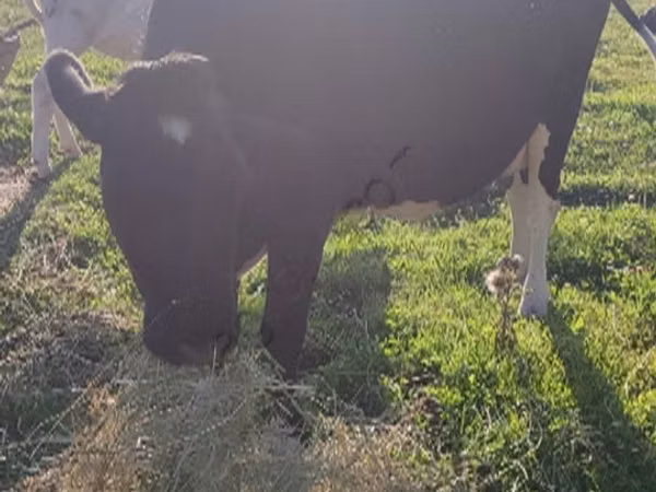 Cow, Holstein breed — Russia