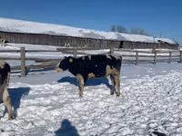 Krava, Russian Black pied cattle — fotografija 1