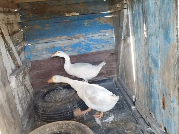 Geese — Asarbajan