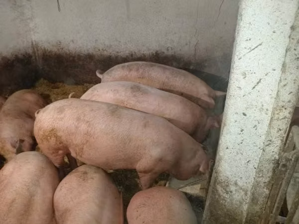 Babi (lot, jantina tidak dinyatakan), Pigs