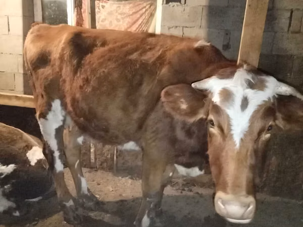 Cow, Latvian Blue cattle — Kazakhstan