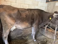 Ko, Swiss cattle — foto 2