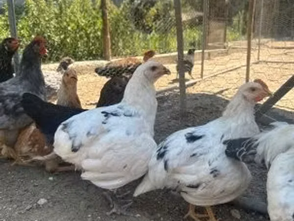 Ameraucana