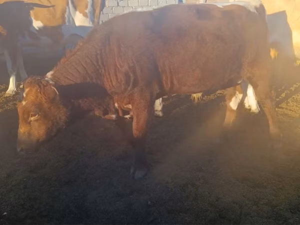 Bull, Cattle — Kazakhstan
