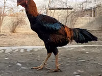 Chickens — عکس 3