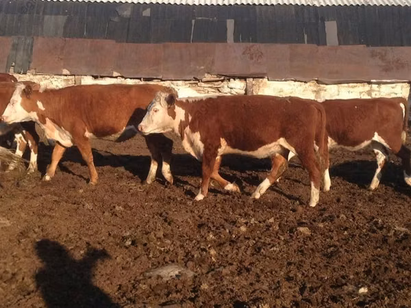 Cow, Swiss cattle — Russia