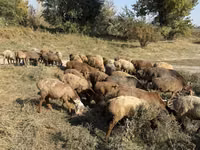Ոչխար, Ոչխարներ — լուսանկար 3