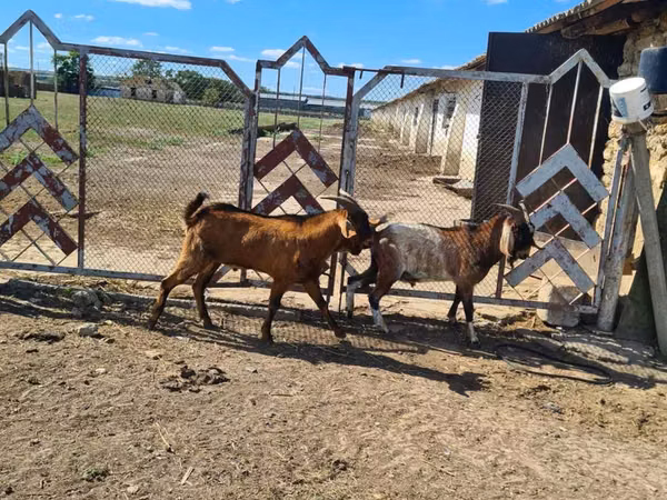 Billy Goat, Goats — Moldova