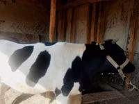 Cow, Russian Black pied cattle — photo 1