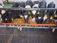 Toro, Russian Black pied cattle — foto 2