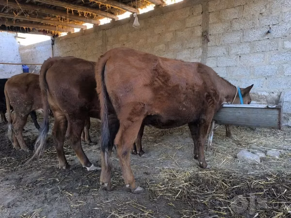 Cow, Cattle — Uzbekistan
