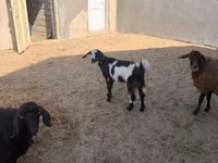 Goat, Alpine goat — photo 1