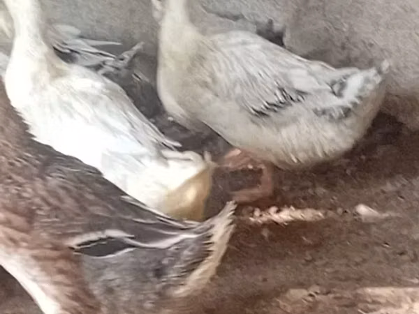 Ducks — Armenia