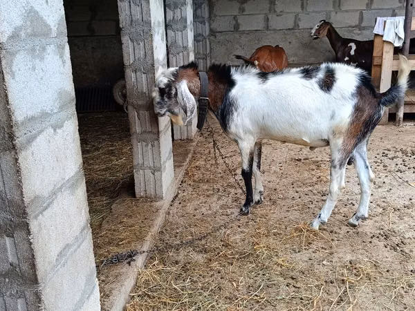 Billy Goat, Goats — Moldova