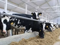 Býk, Russian Black pied cattle — foto 1