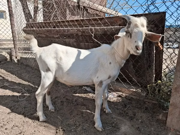 Billy Goat, Nubian Goat — Kazakhstan
